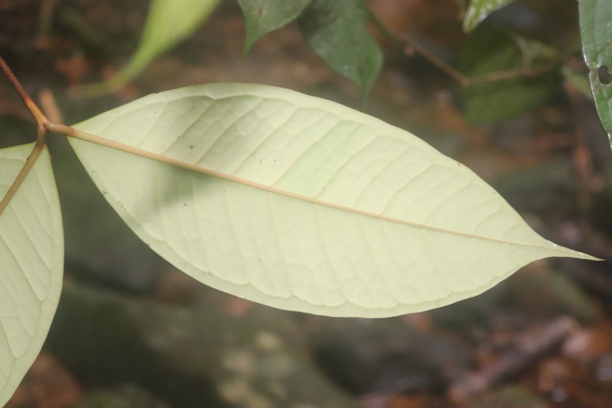 Eugenia rivulorum Thwaites