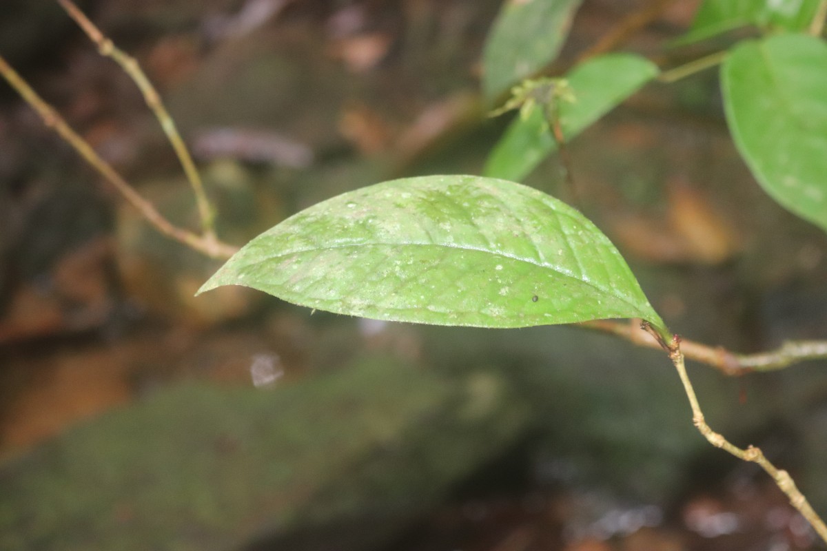 Eugenia rivulorum Thwaites
