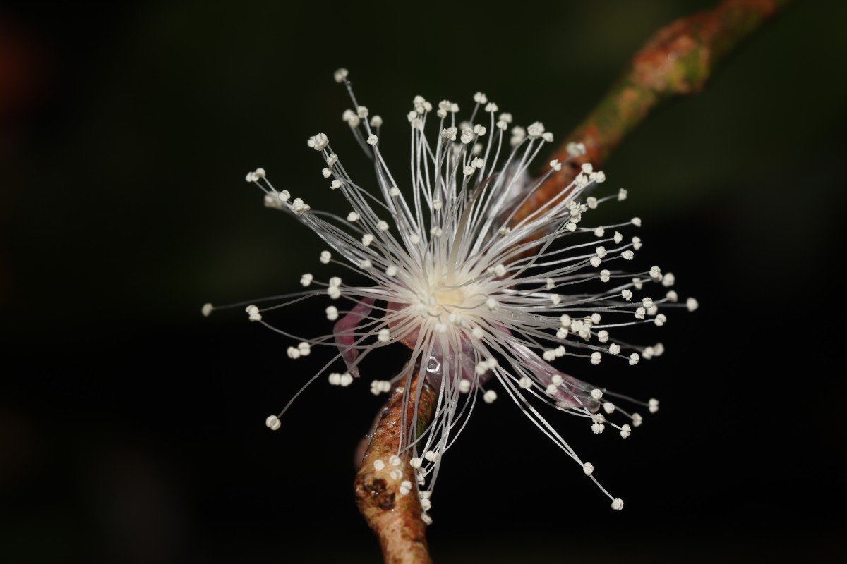 Eugenia rivulorum Thwaites