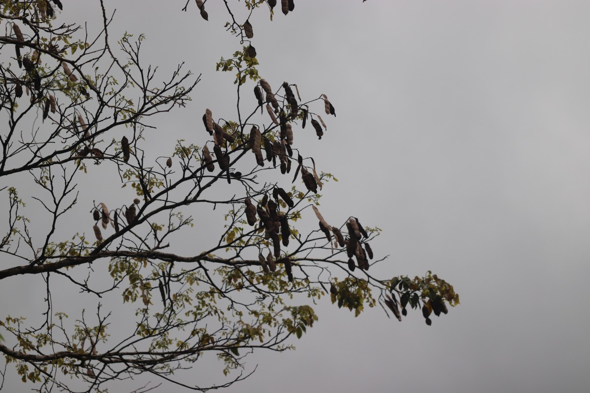 Pericopsis mooniana Thwaites