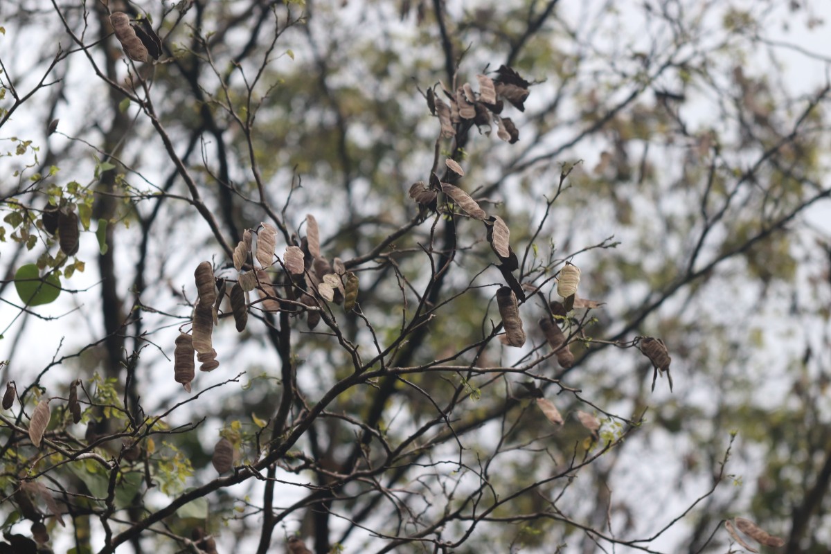 Pericopsis mooniana Thwaites