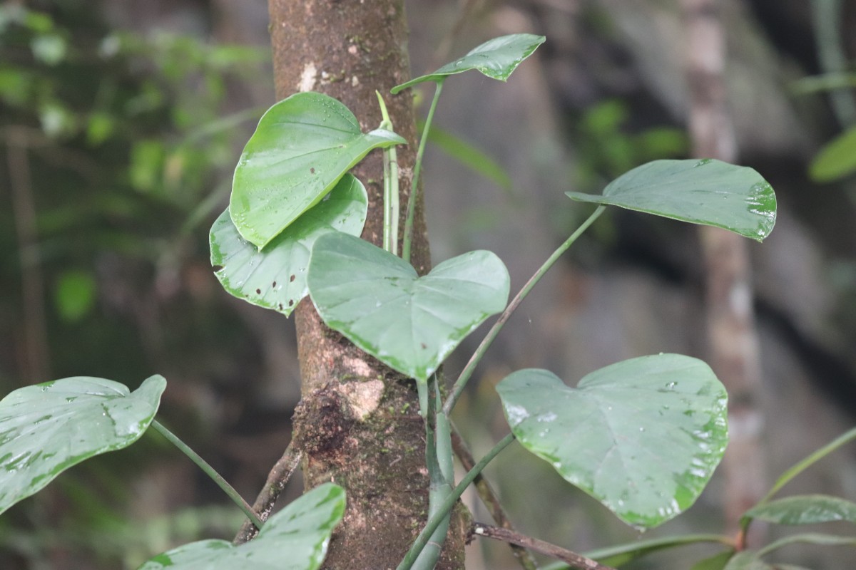 Rhaphidophora pertusa (Roxb.) Schott