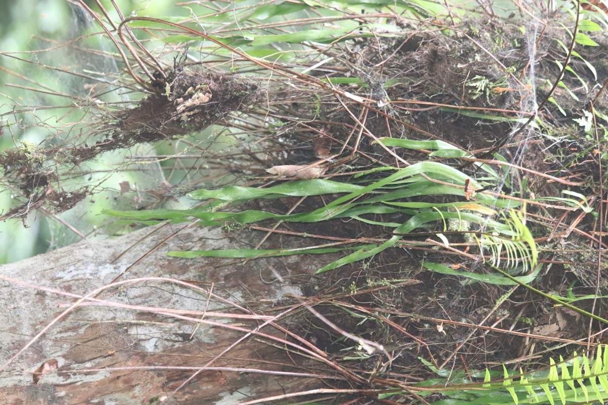 Ophioglossum pendulum L.