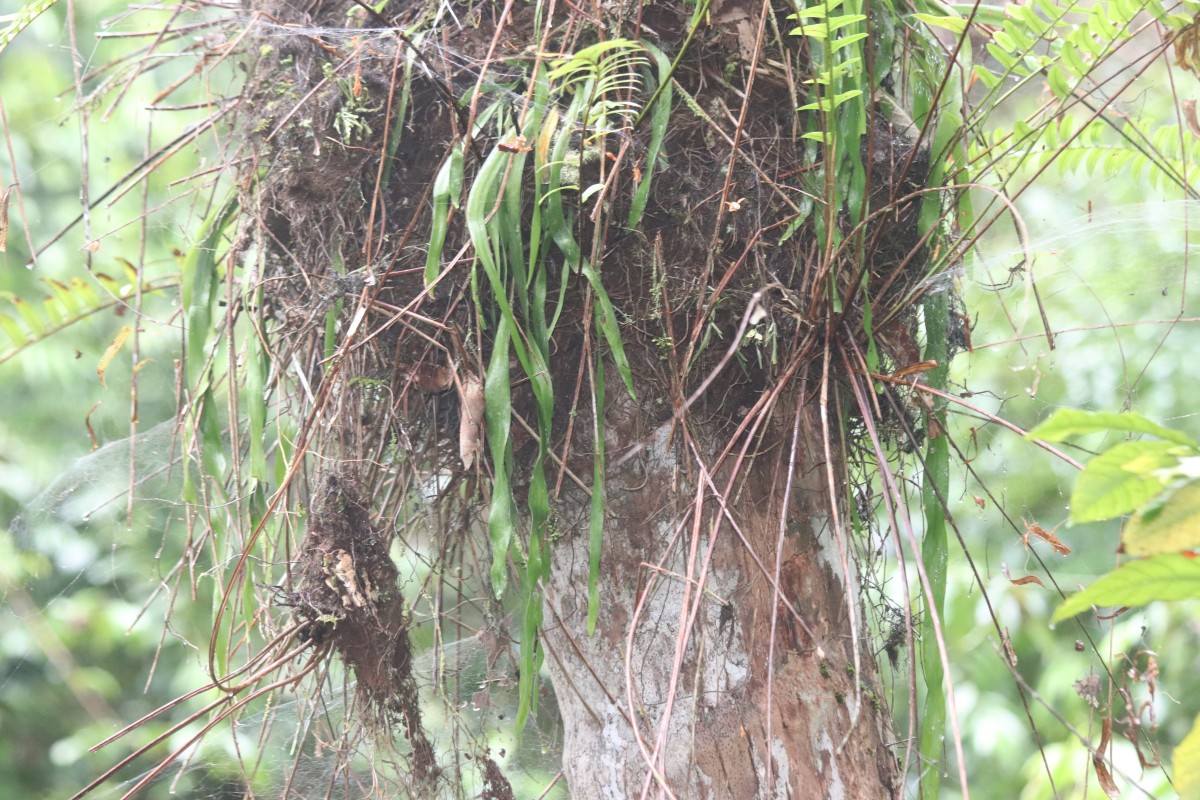 Ophioglossum pendulum L.