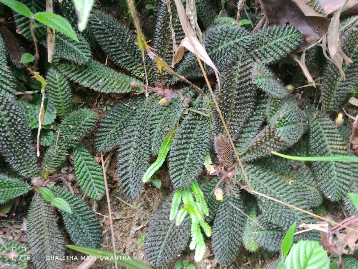 Acrotrema uniflorum var. bullatum (Thwaites) Hook.f. & Thomson