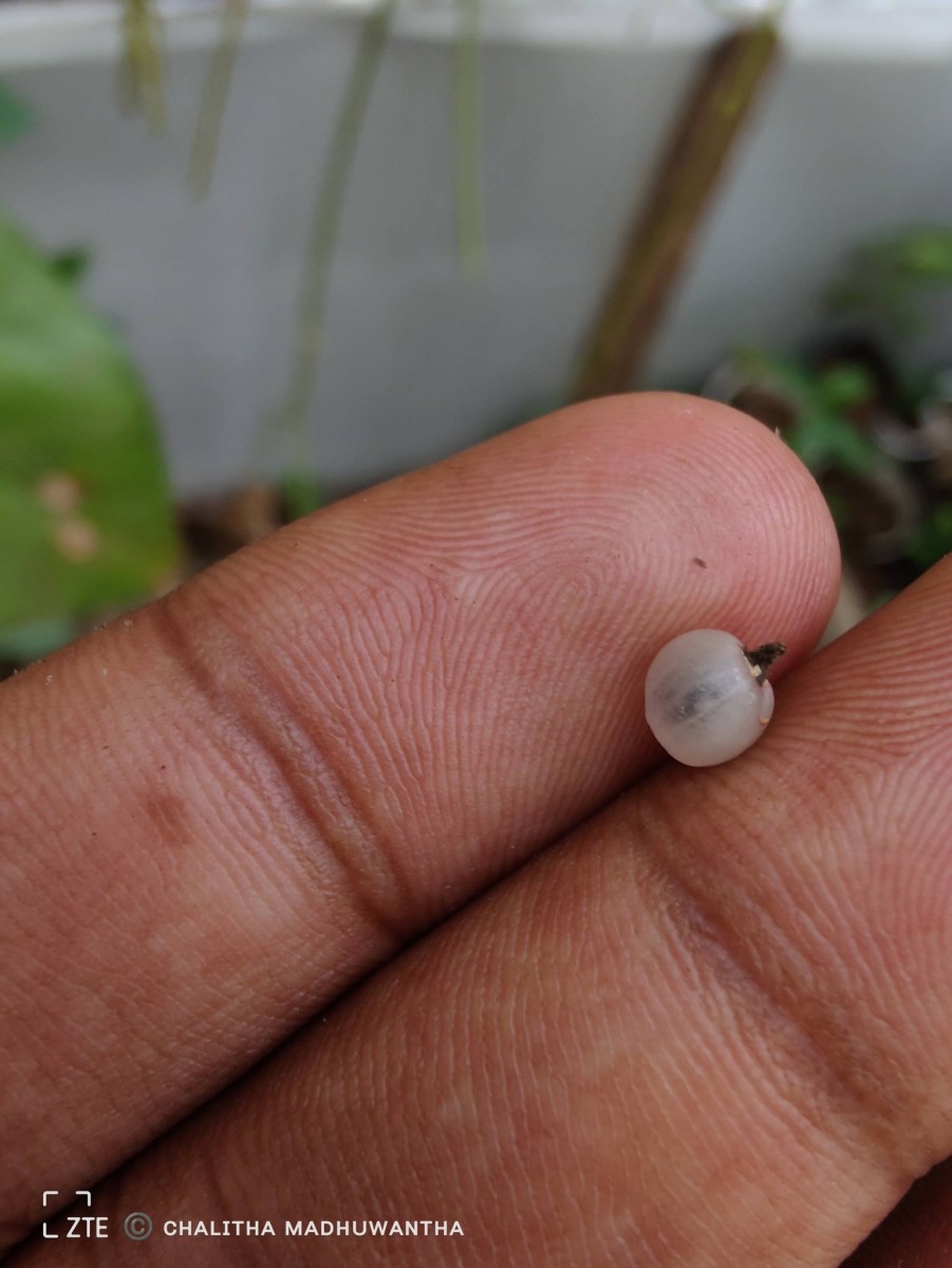 Rhipsalis baccifera (J.S.Muell.) Stearn