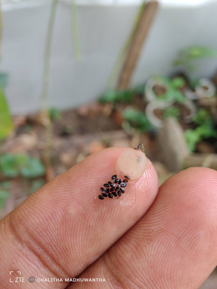 Rhipsalis baccifera (J.S.Muell.) Stearn