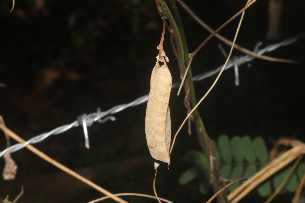 Abrus melanospermus Hassk