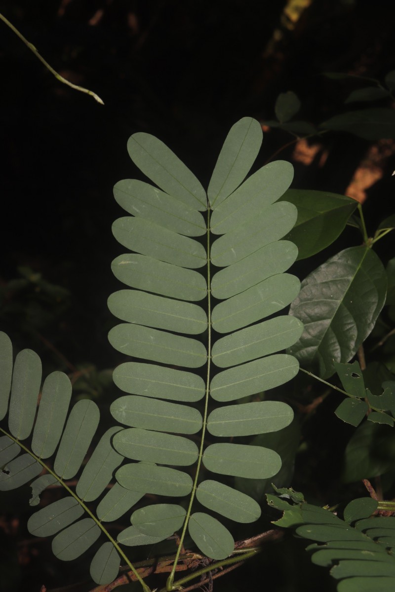 Abrus melanospermus Hassk