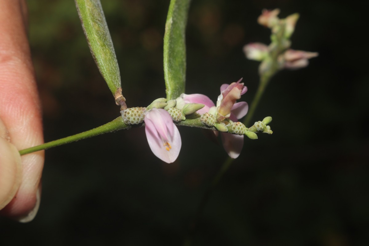 Abrus melanospermus Hassk