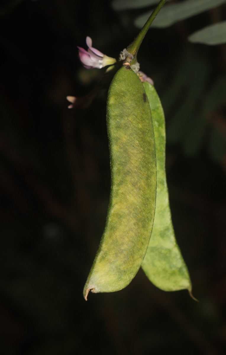 Abrus melanospermus Hassk