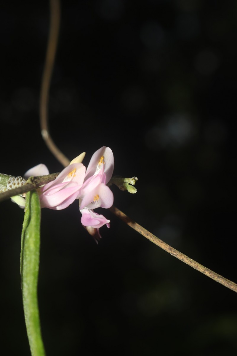 Abrus melanospermus Hassk