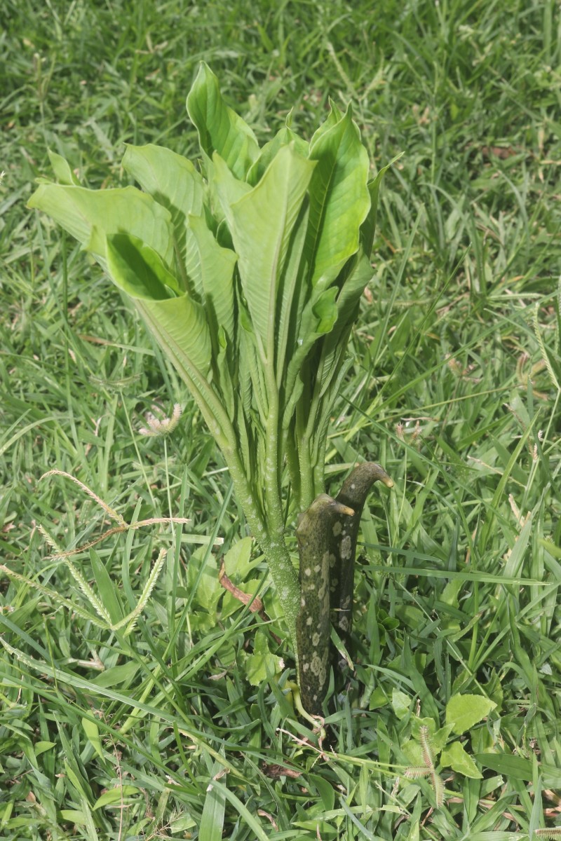 Amorphophallus paeoniifolius (Dennst.) Nicolson