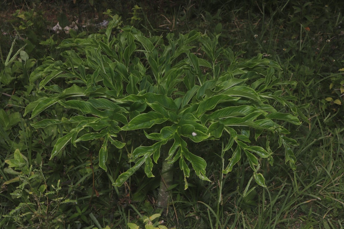 Amorphophallus paeoniifolius (Dennst.) Nicolson