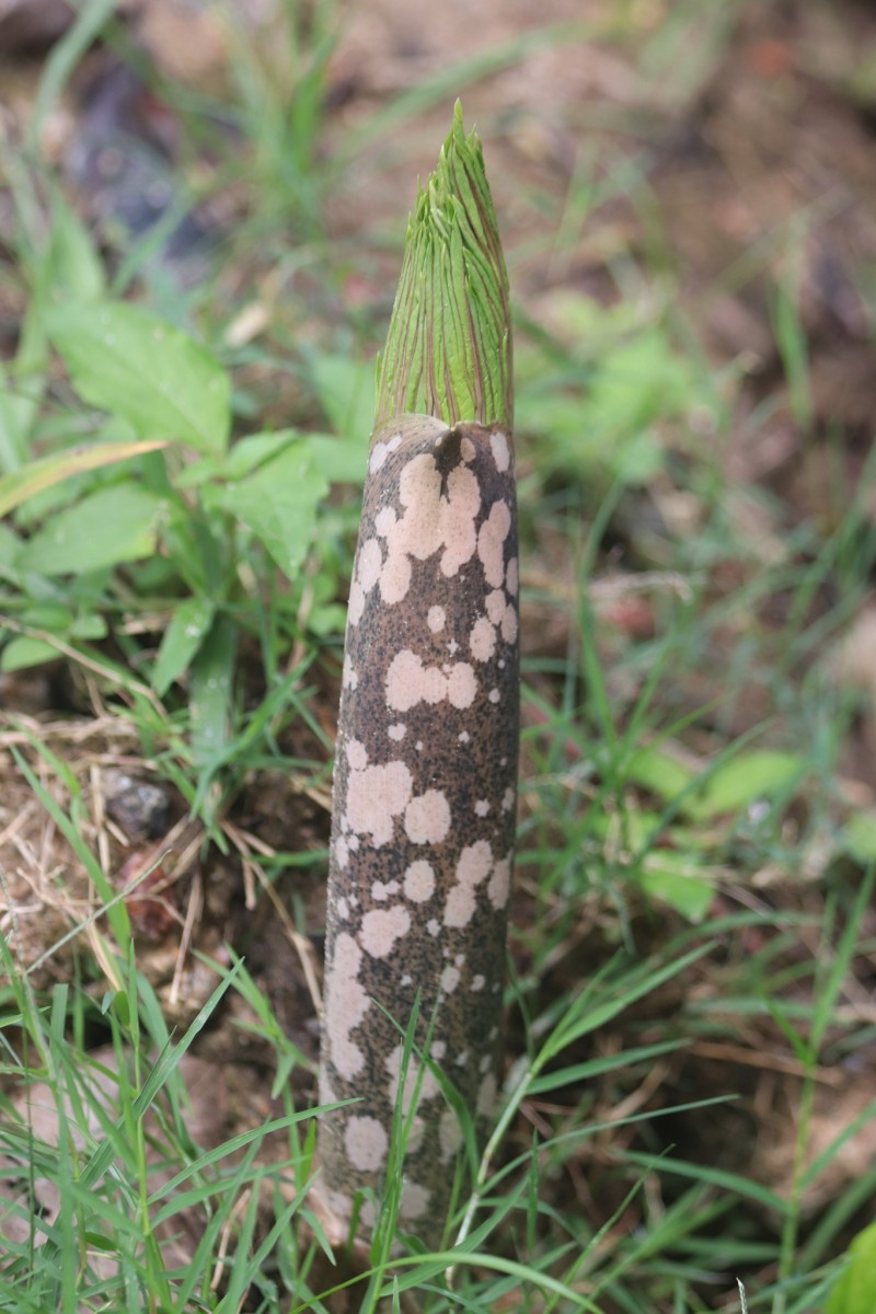 Amorphophallus paeoniifolius (Dennst.) Nicolson