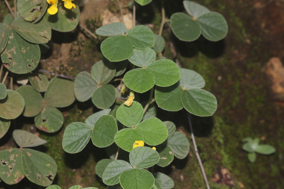 Cajanus albicans (Wight & Arn.) Maesen