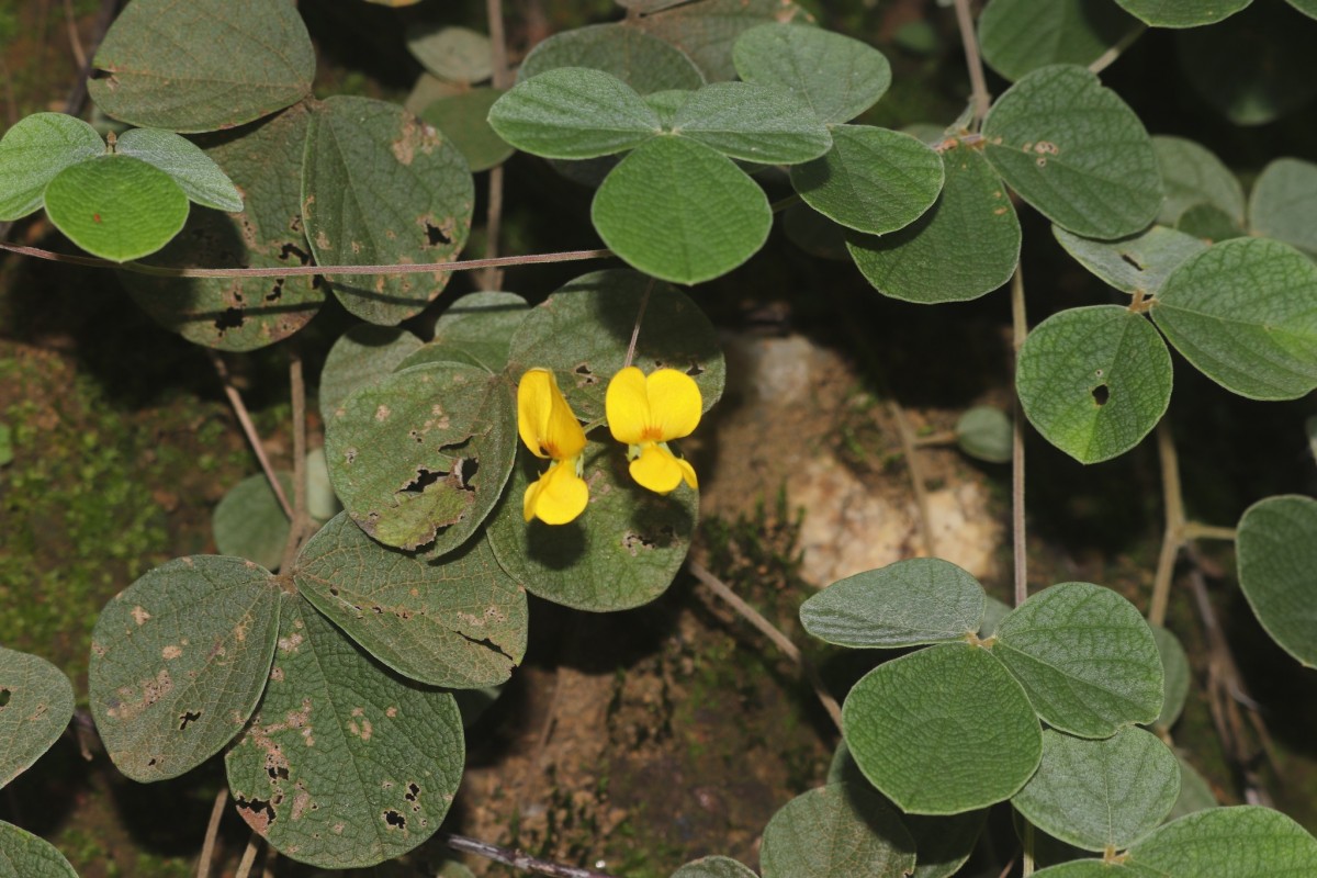 Cajanus albicans (Wight & Arn.) Maesen