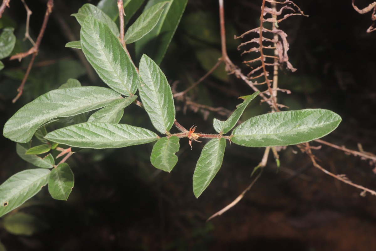 Desmodium uncinatum (Jacq.) DC.
