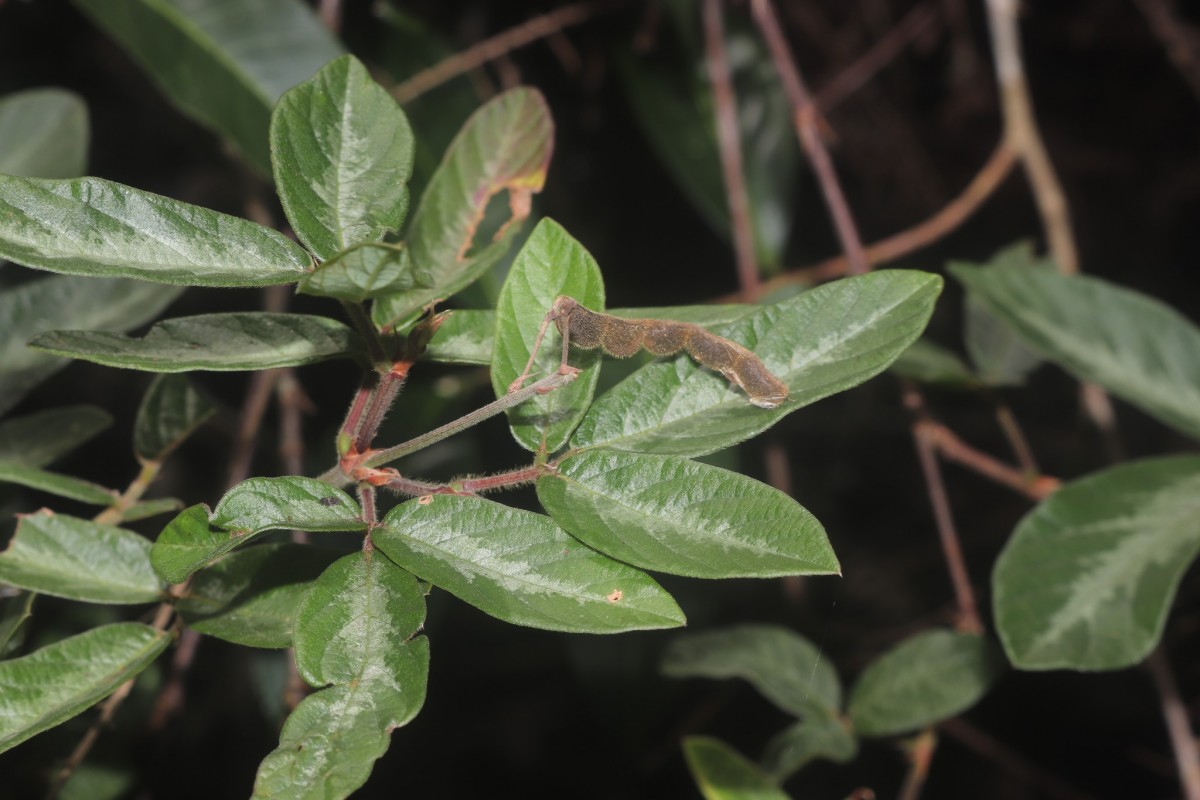 Desmodium uncinatum (Jacq.) DC.