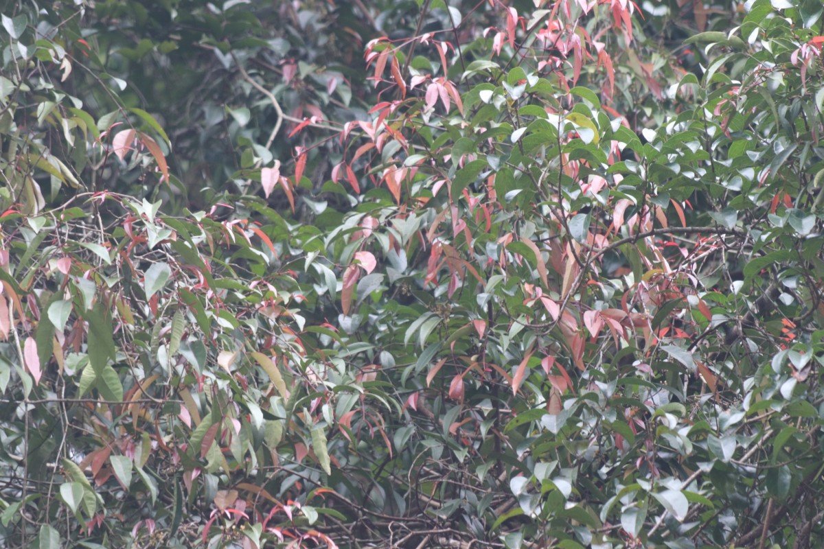 Garcinia terpnophylla Thwaites