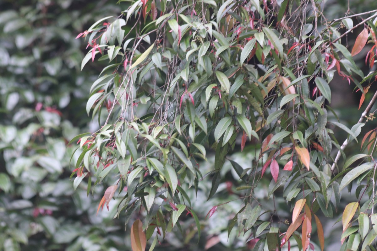 Garcinia terpnophylla Thwaites