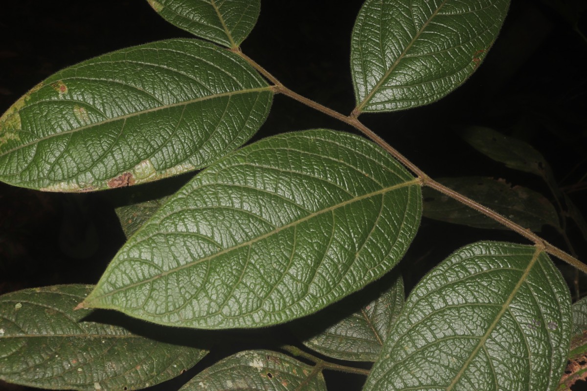 Phyllanthus moonii (Thwaites) Müll.Arg.