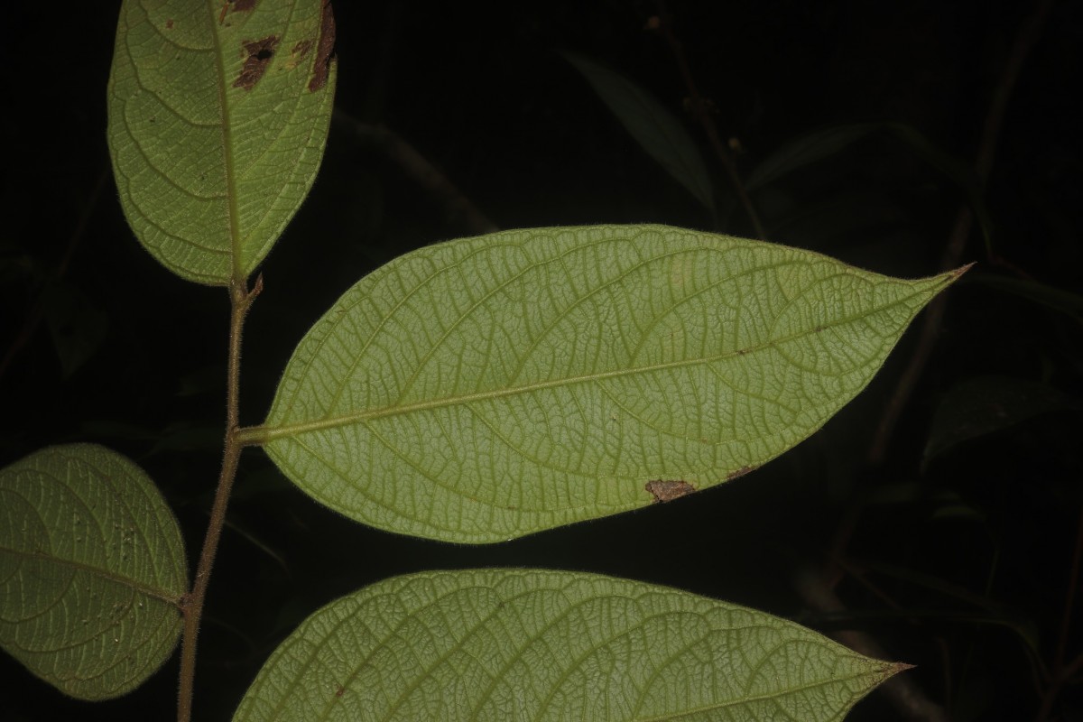 Phyllanthus moonii (Thwaites) Müll.Arg.