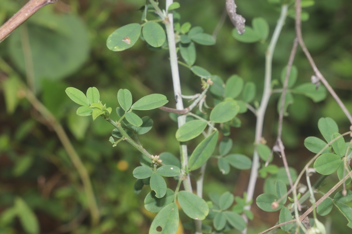 Indigofera trita L.f.