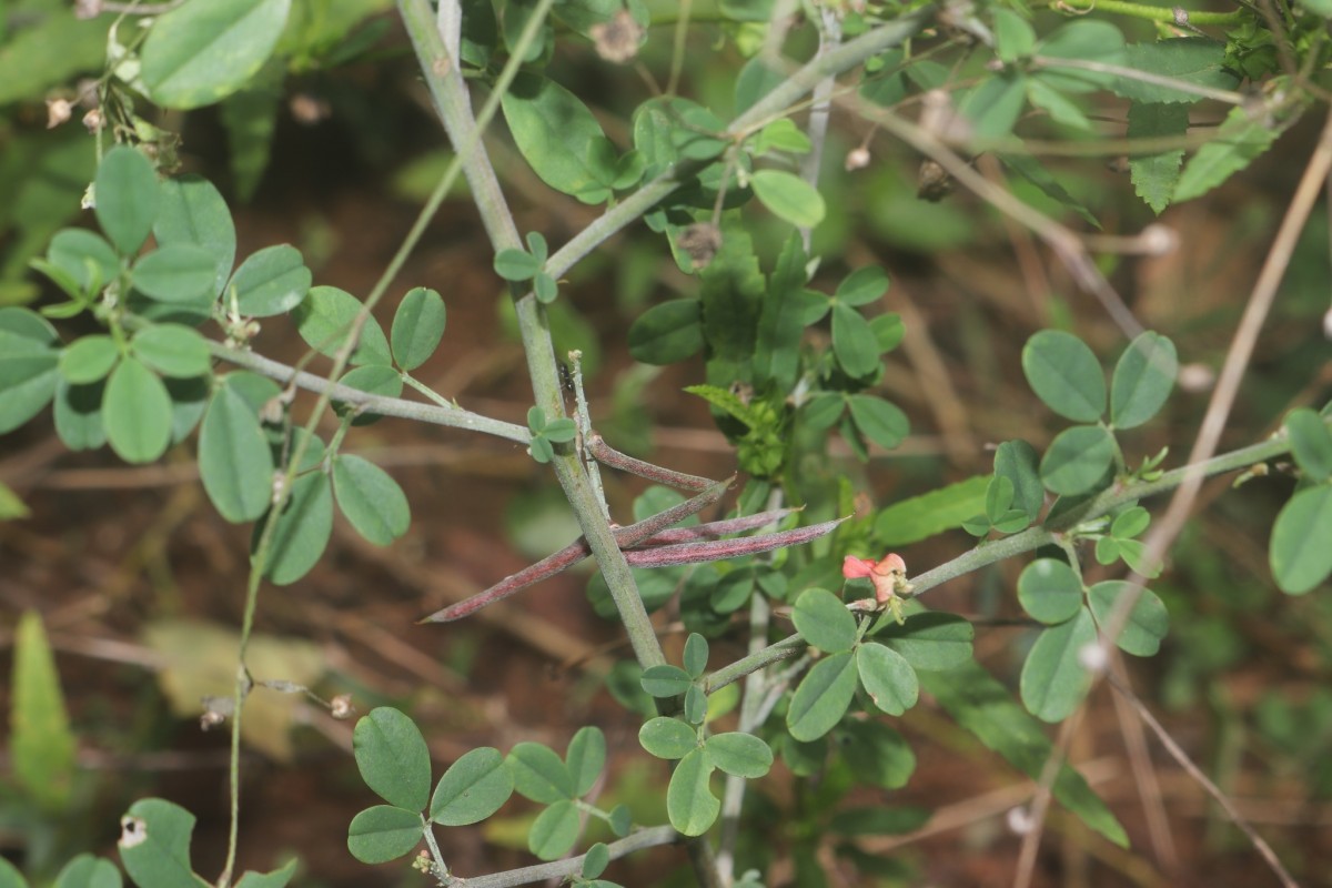 Indigofera trita L.f.