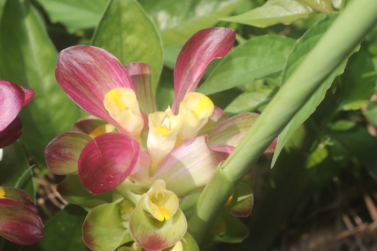 Curcuma zedoaria (Christm.) Roscoe