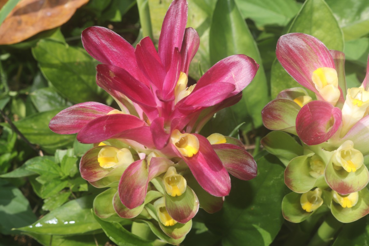 Curcuma zedoaria (Christm.) Roscoe