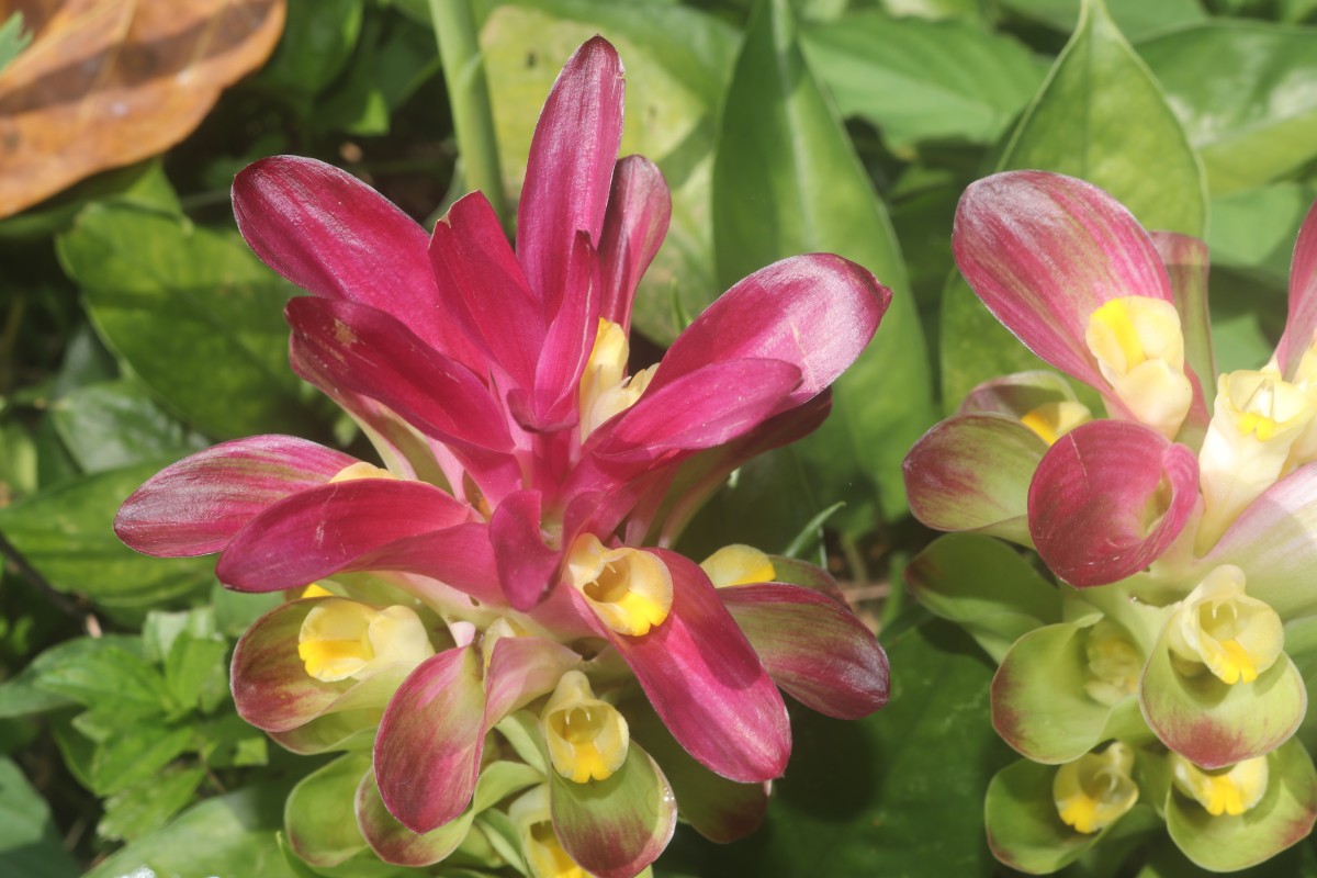 Curcuma zedoaria (Christm.) Roscoe