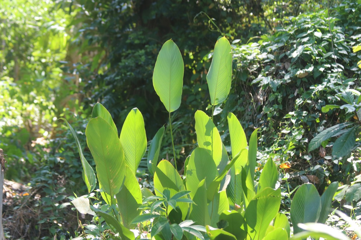 Phrynium pubinerve Blume