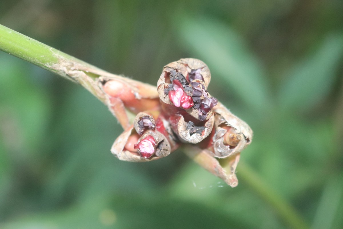 Phrynium pubinerve Blume