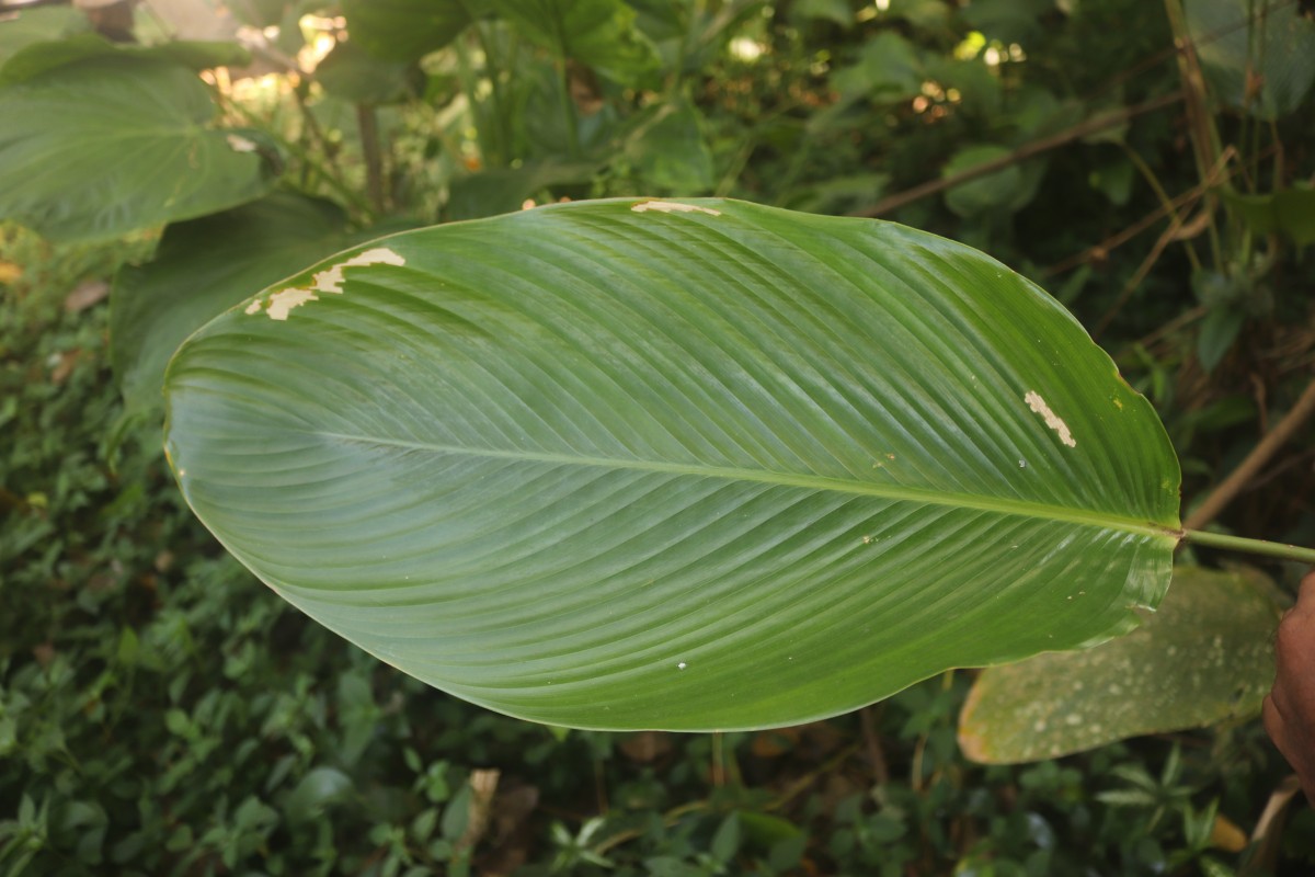 Phrynium pubinerve Blume