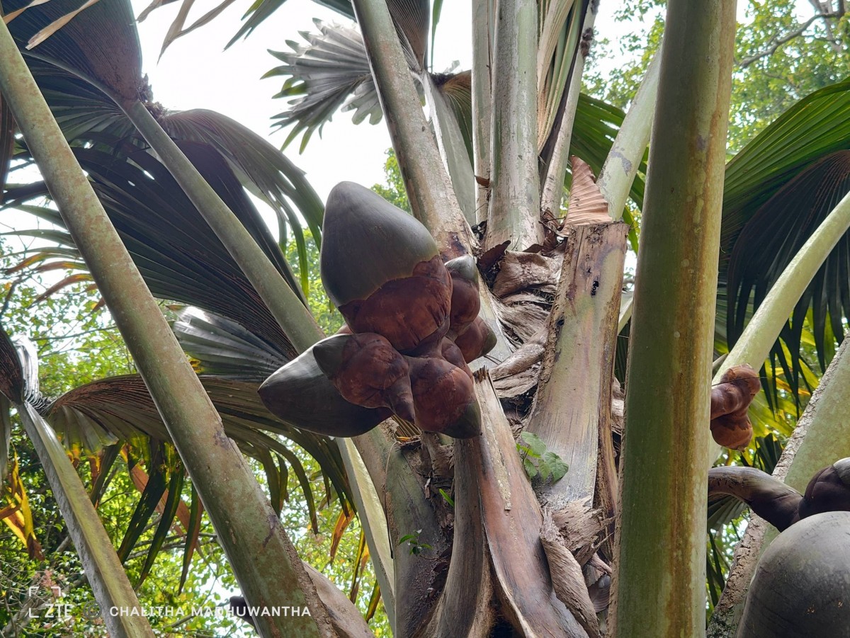 Lodoicea maldivica (J.F.Gmel.) Pers.