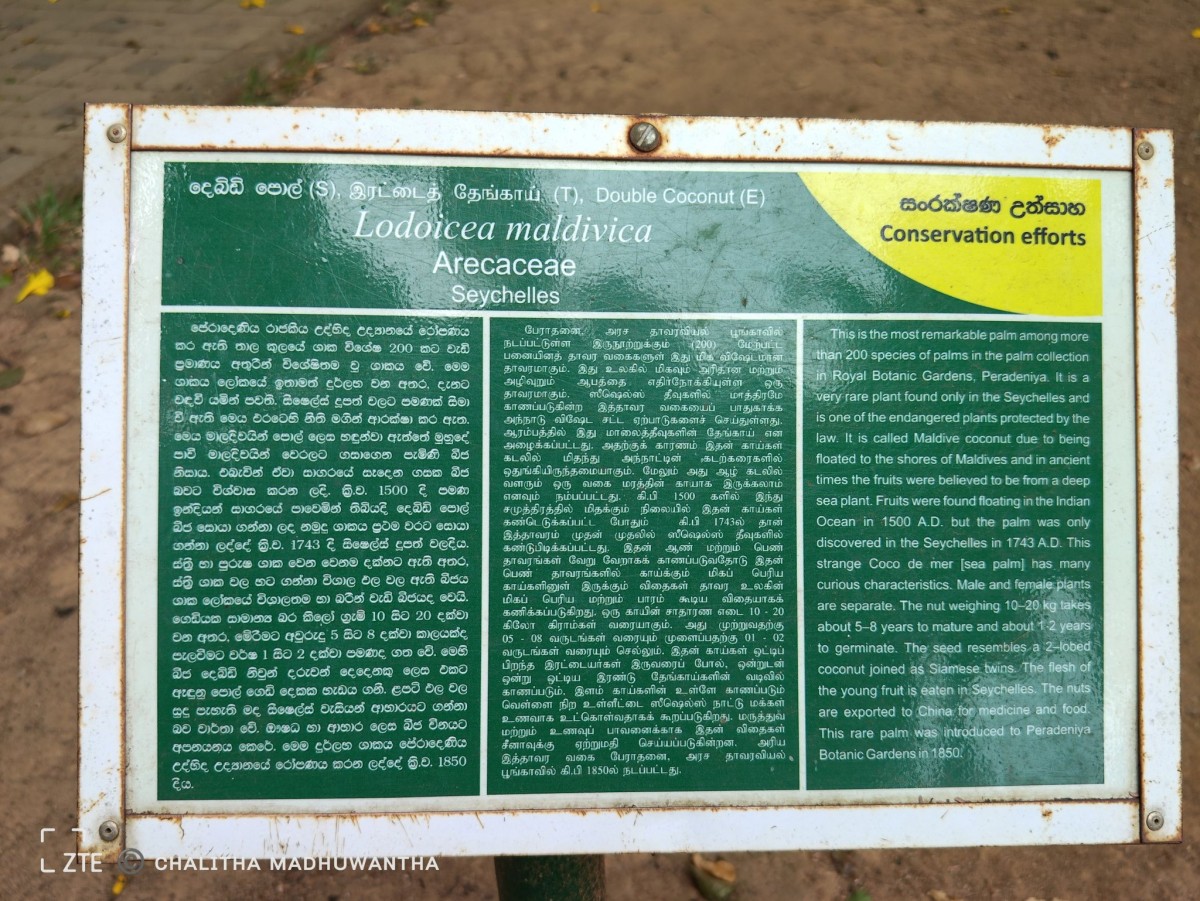 Lodoicea maldivica (J.F.Gmel.) Pers.