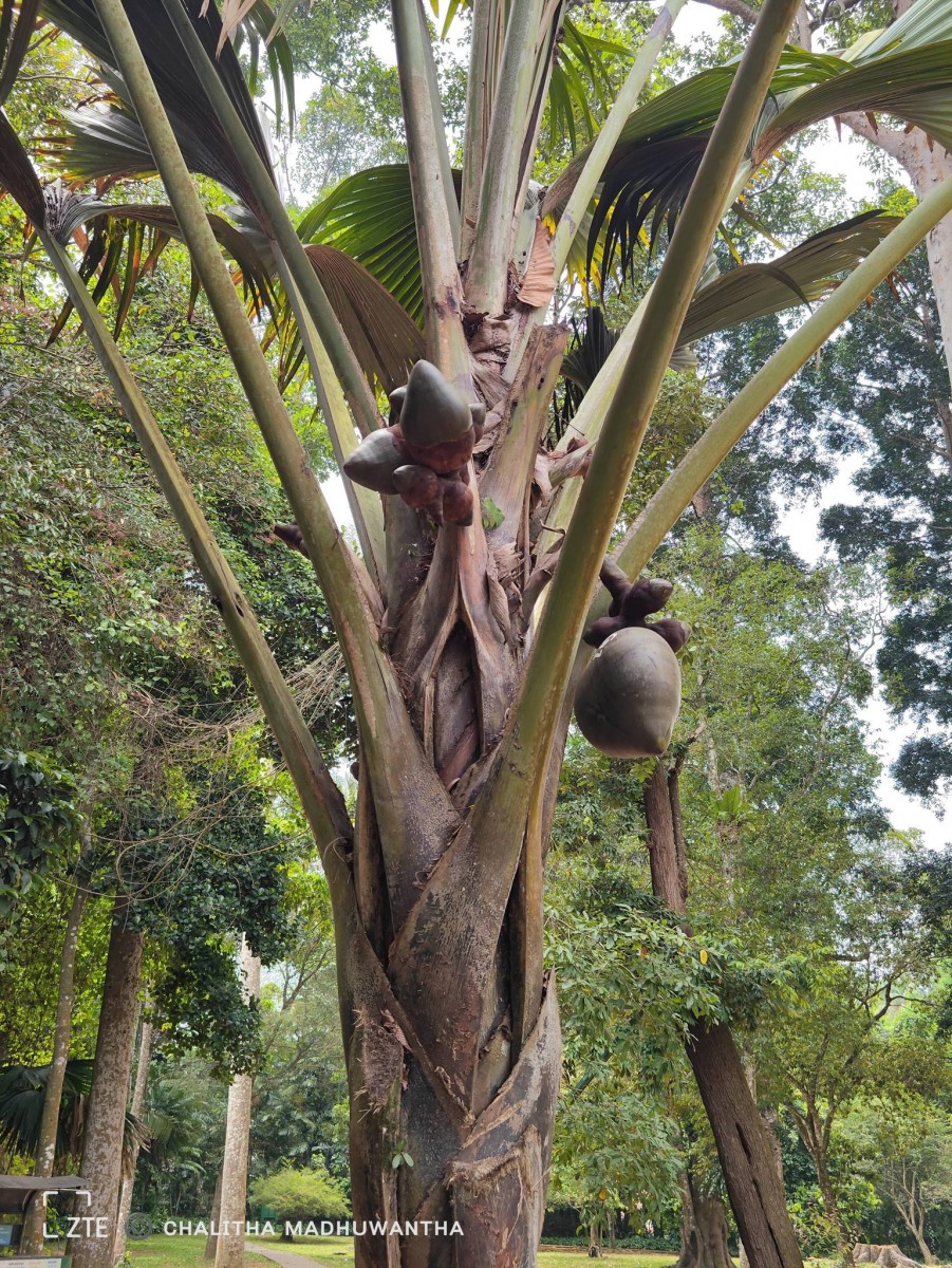 Lodoicea maldivica (J.F.Gmel.) Pers.