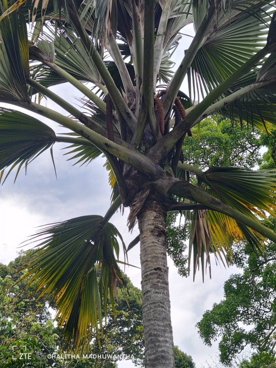 Lodoicea maldivica (J.F.Gmel.) Pers.