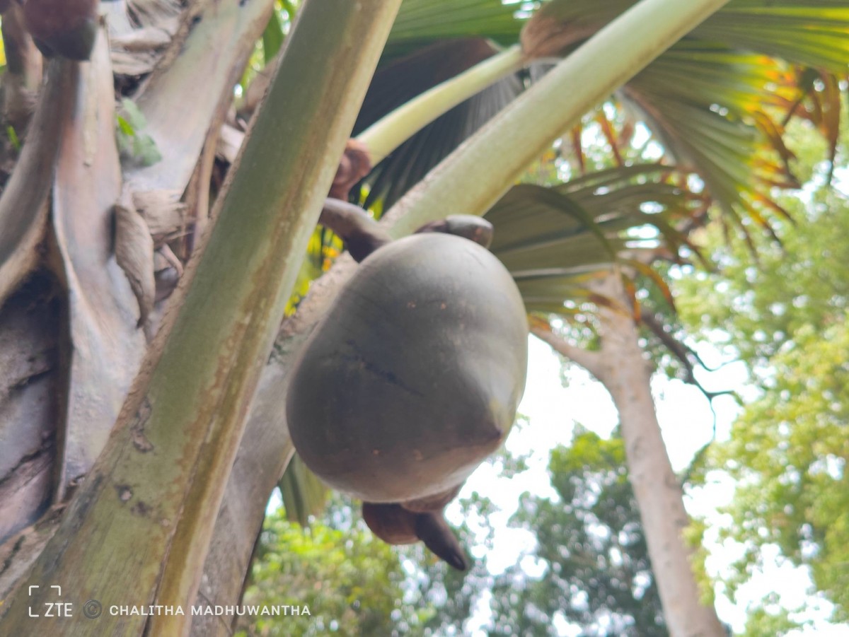 Lodoicea maldivica (J.F.Gmel.) Pers.