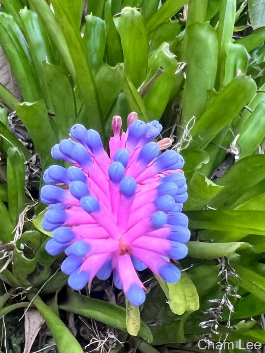 Aechmea gamosepala Wittm.