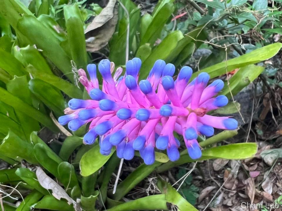 Aechmea gamosepala Wittm.
