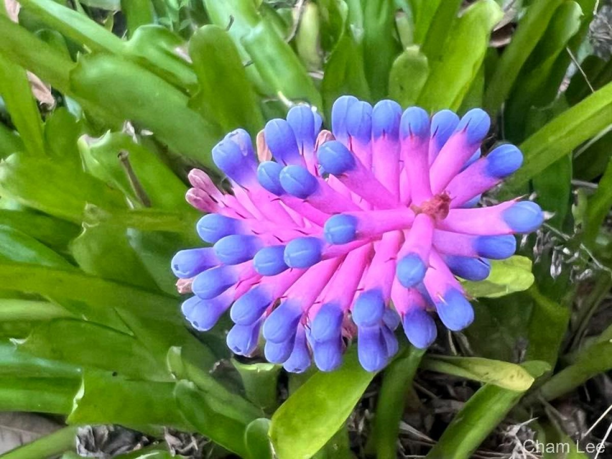 Aechmea gamosepala Wittm.