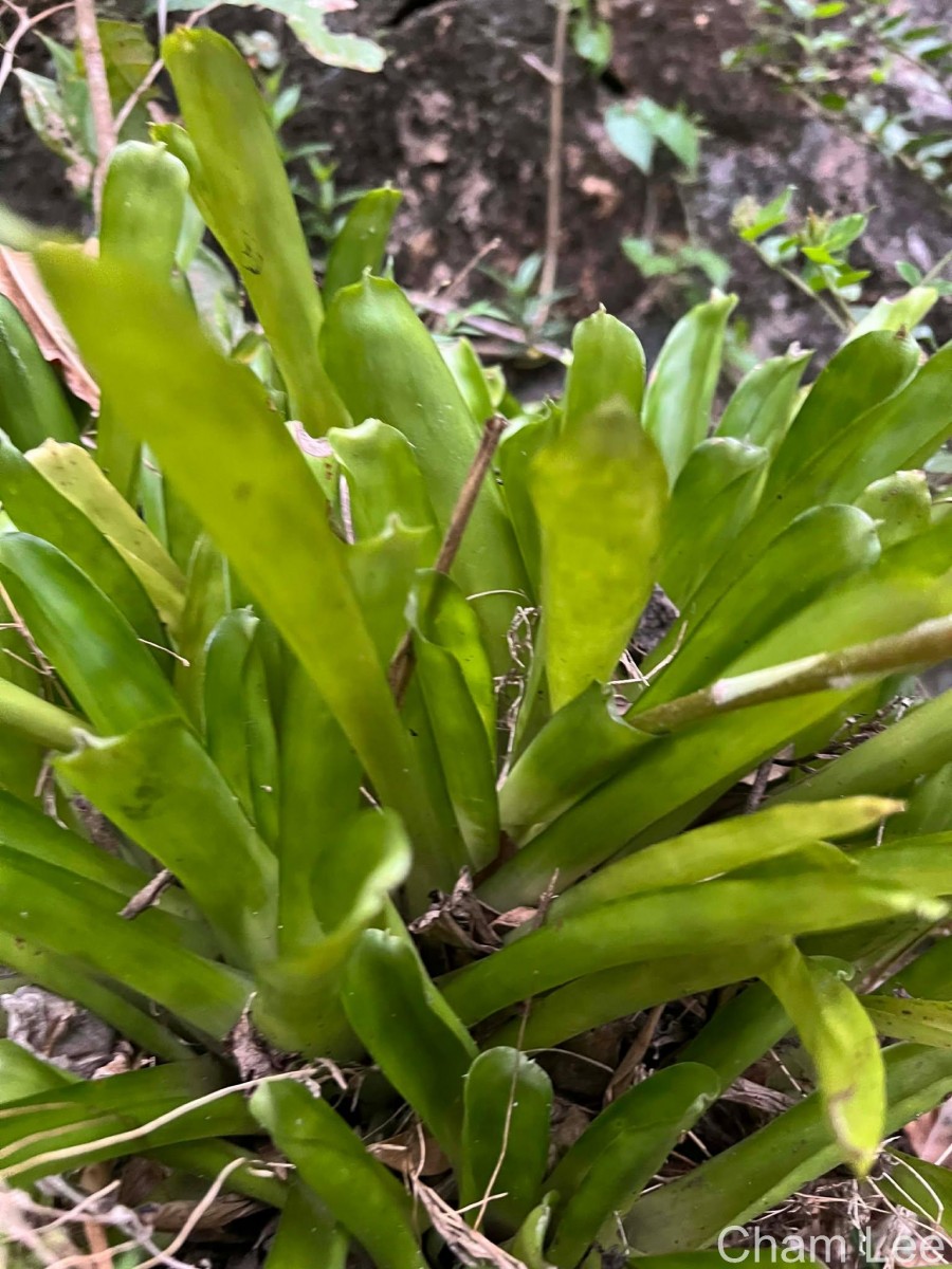 Aechmea gamosepala Wittm.