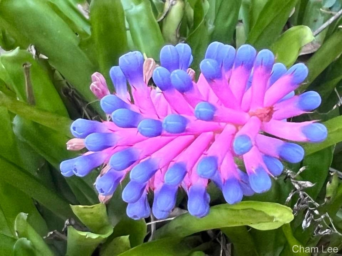 Aechmea gamosepala Wittm.