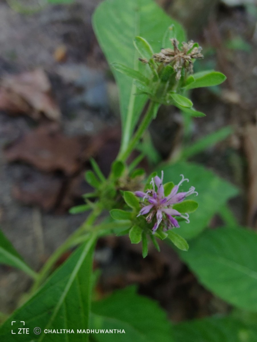 Baccharoides anthelmintica (L.) Moench