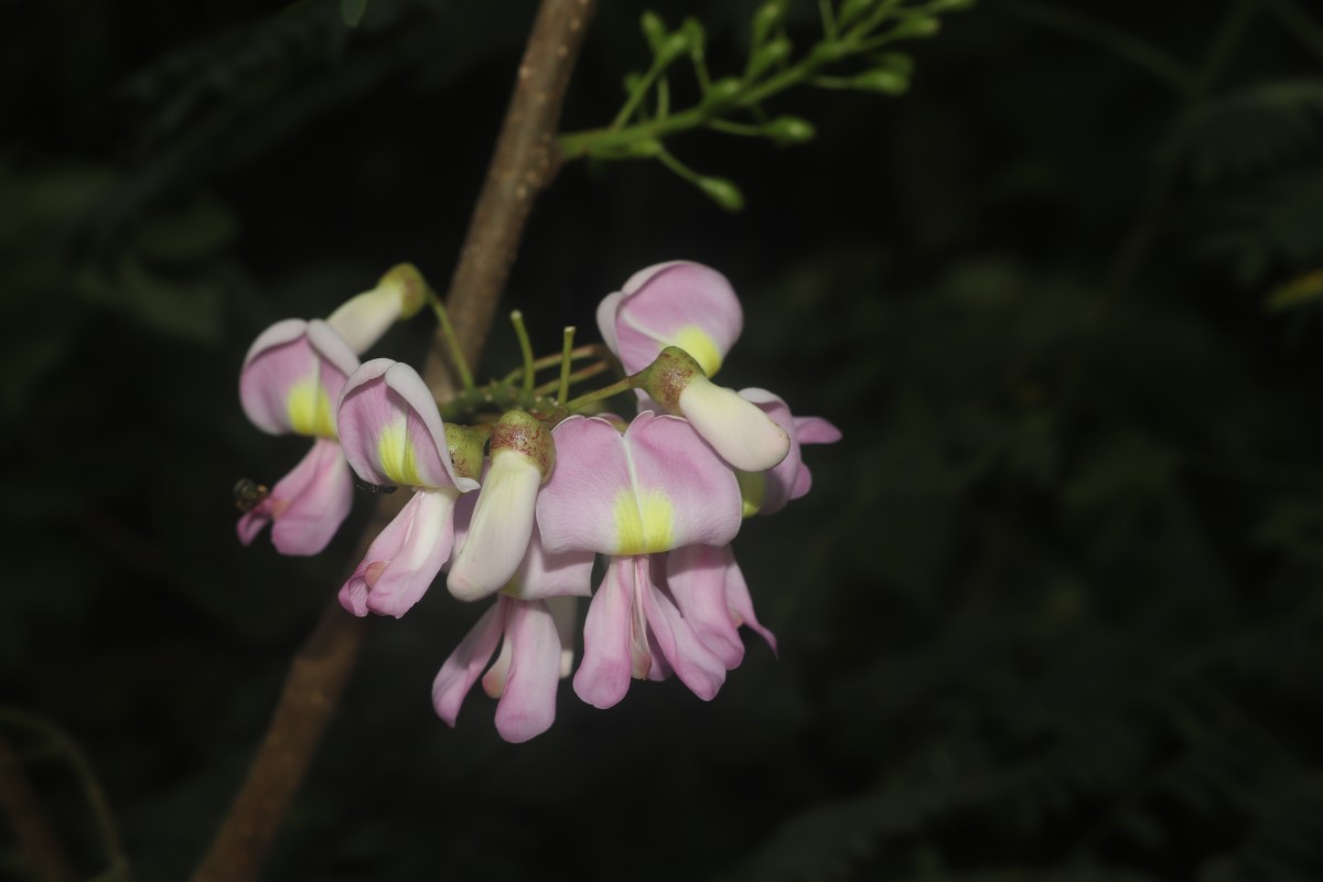 Gliricidia sepium (Jacq.) Steud.