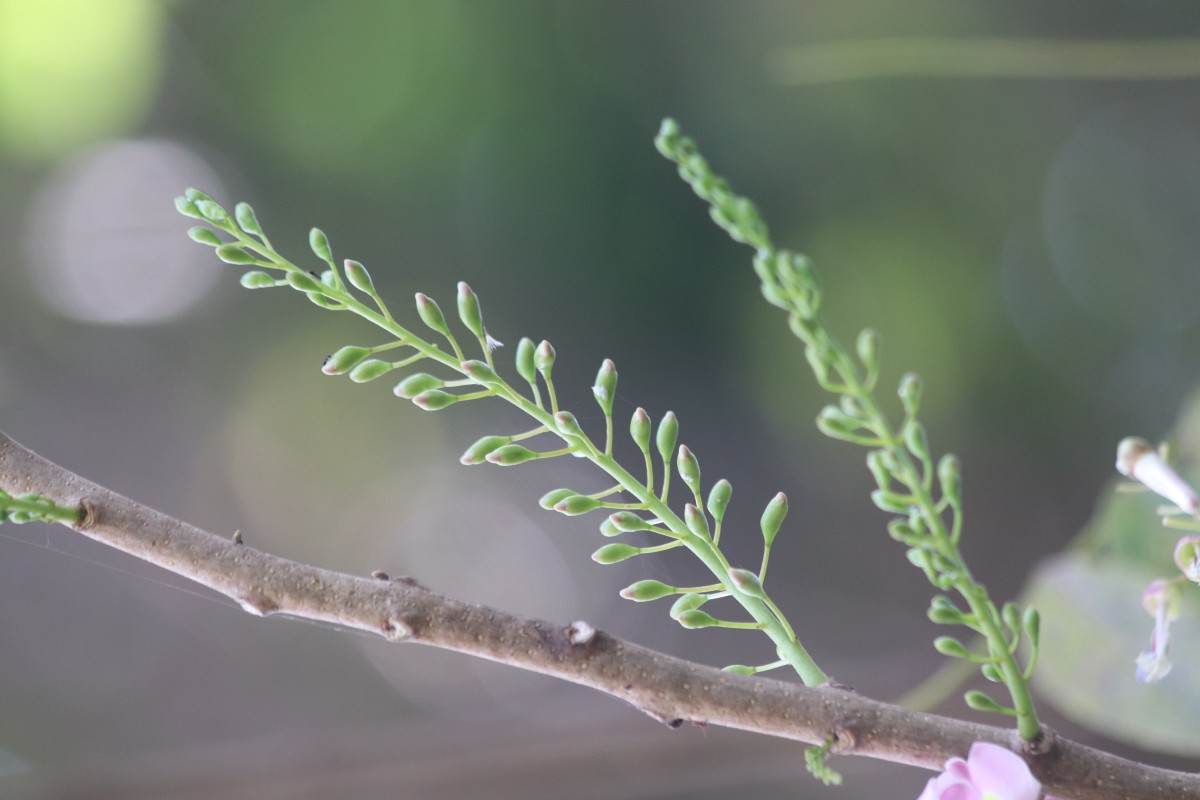 Gliricidia sepium (Jacq.) Steud.