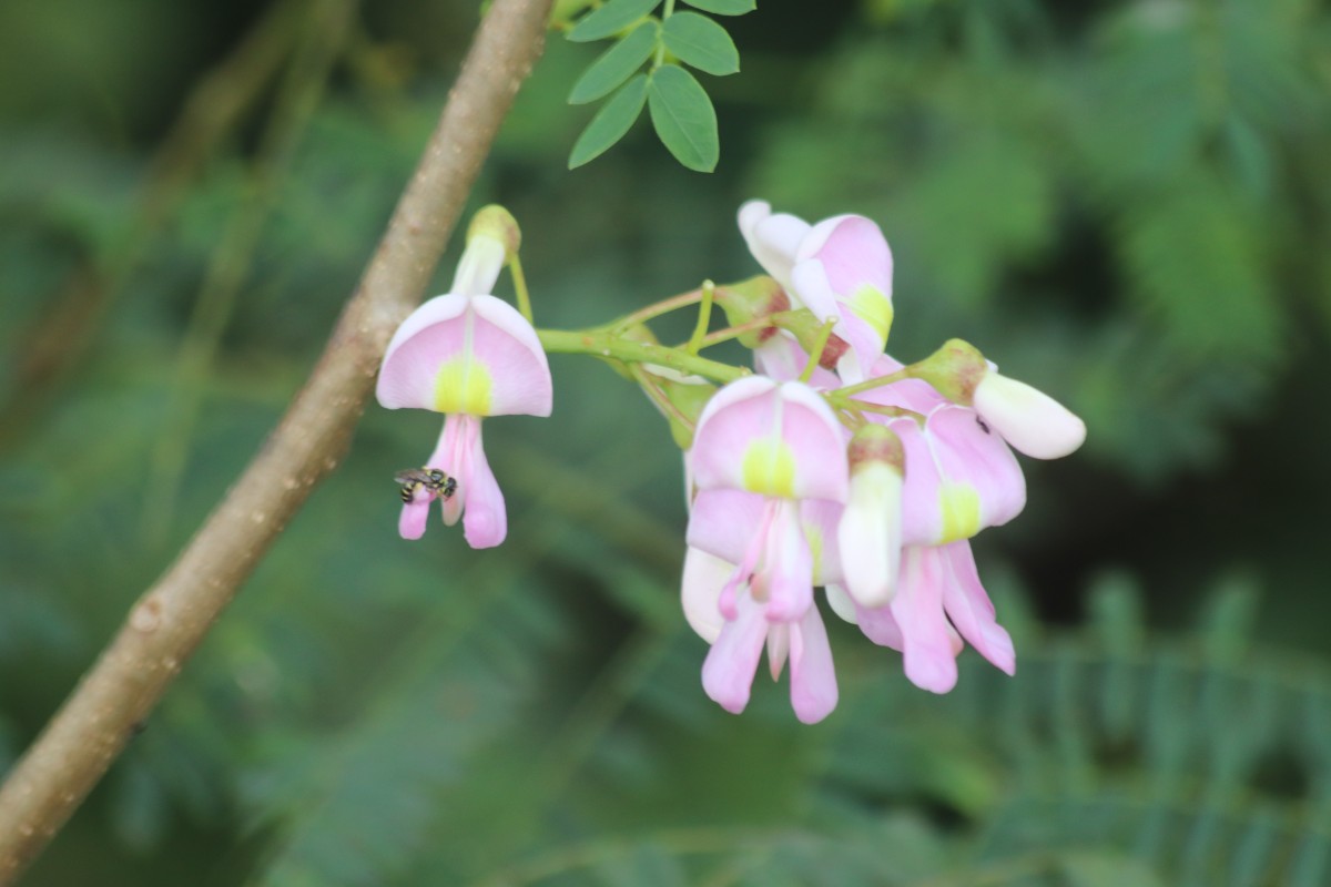 Gliricidia sepium (Jacq.) Steud.