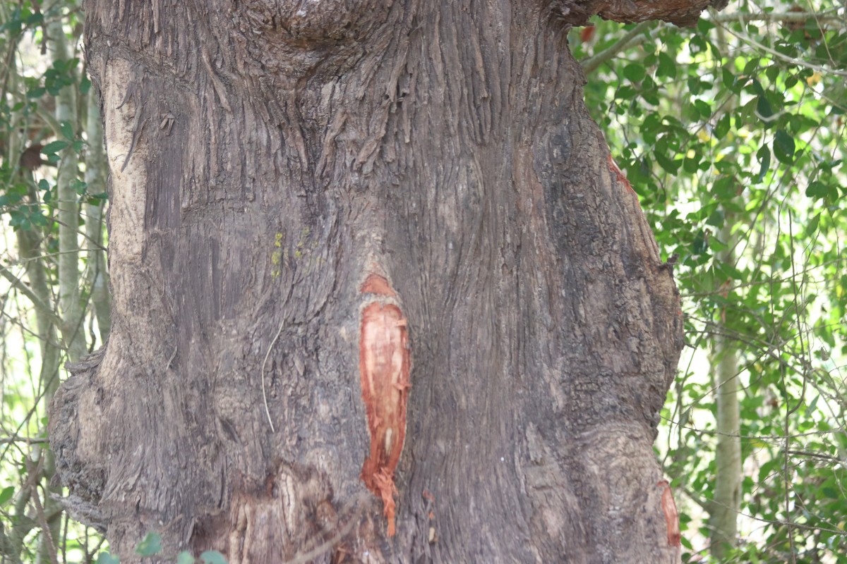 Careya arborea Roxb.